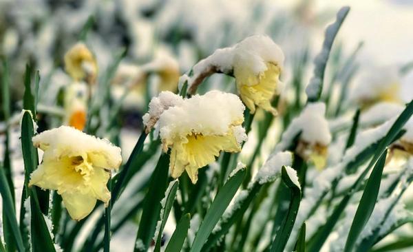 daffodils with snow and ice on them, but still standing in their strength act happy week day two
