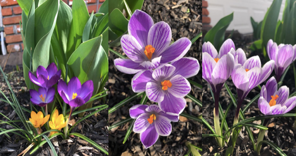 Act Happy Week Spring Flowers