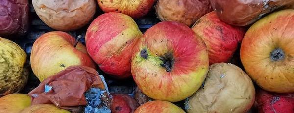 Pile of rotting apples