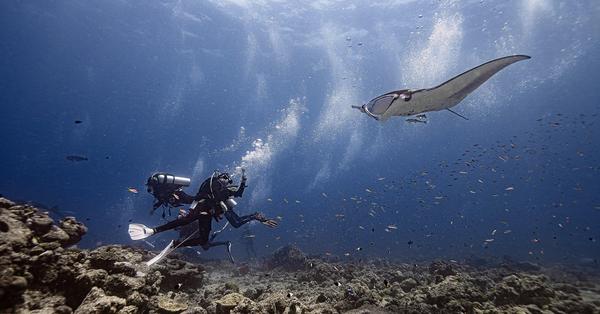 Dive with Manta Rays in Maldives