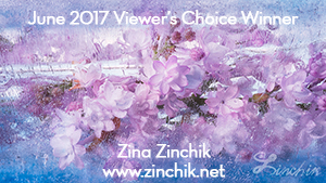 AOM - Viewer's Choice Award