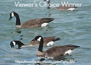 AOM - Viewer's Choice Award
