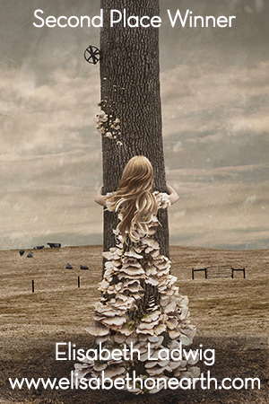 AOM - 2nd Place Winner