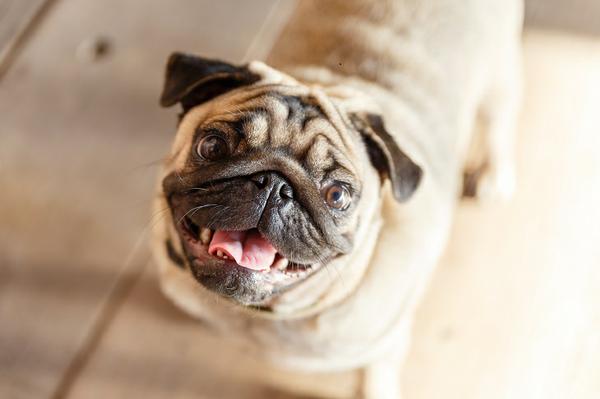 Happy pug