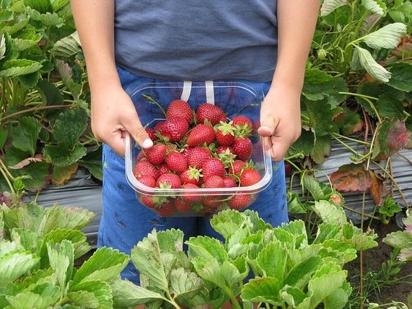 A punnet of strawberries