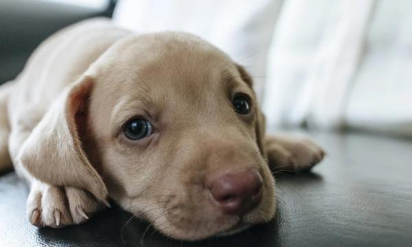 Puppy
