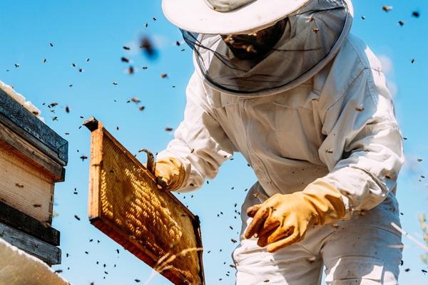A beekeeper