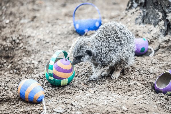 A meerkat surrounded by easter eggs