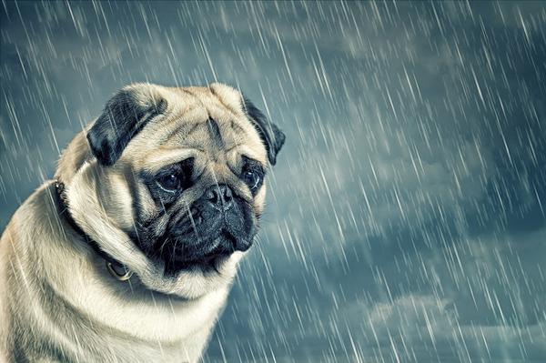 Sad pug