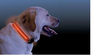 LED dog collar