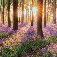 Grow a woodland