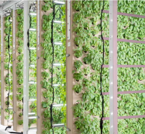 vertical farm