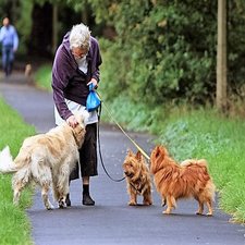 dog walking