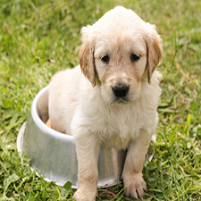 Pet insurance