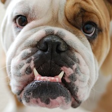 promo pooch