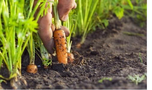 Carrot