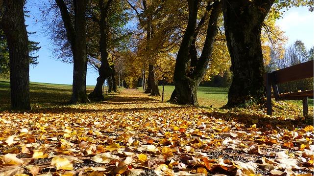 autumn