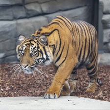 Zoo tickets