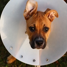 Pet insurance