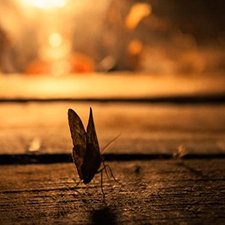 Moth proofing