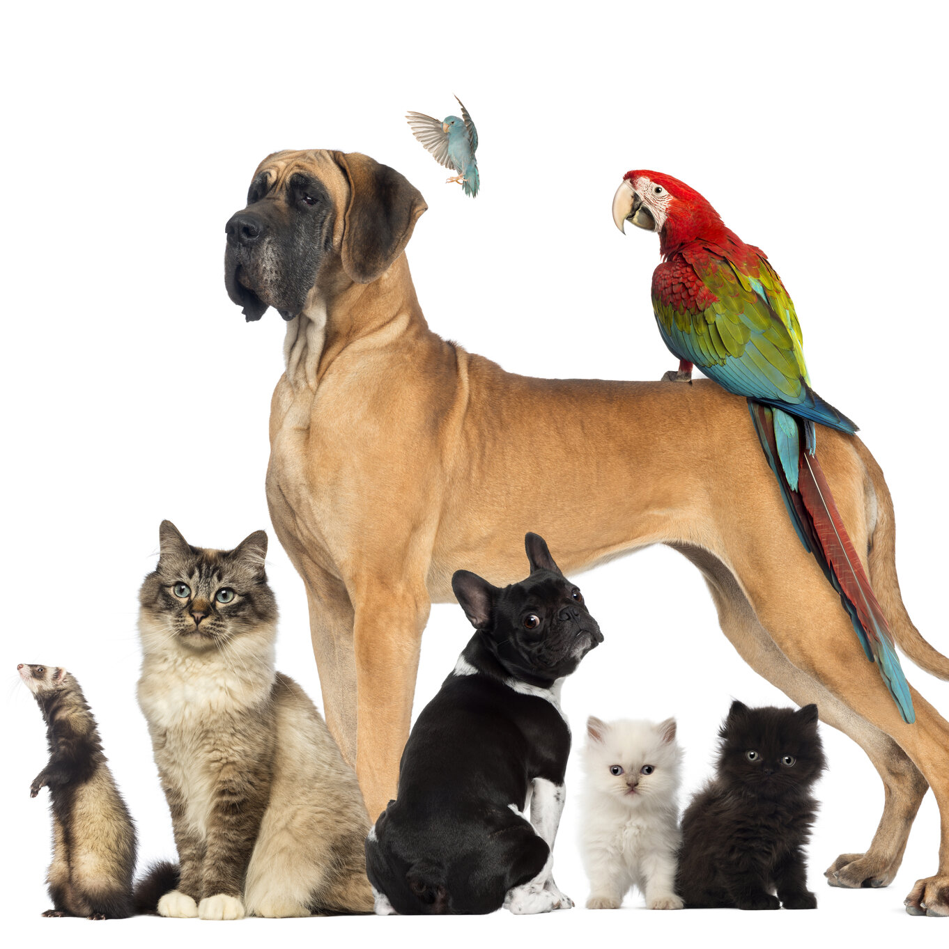 A dog, cat, parrot and other pets
