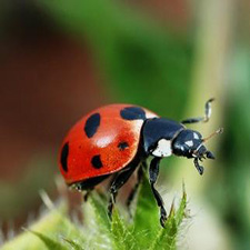 Ladybird