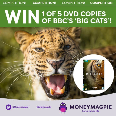 Big Cats