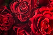 Valentine's flowers