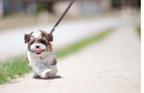 Dog walking