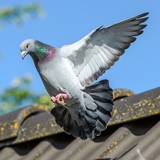 pigeon racing