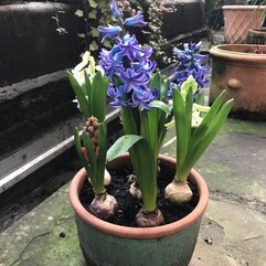 Spring hyacinths