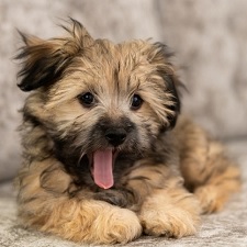 Pet sitting