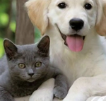 pet sitting