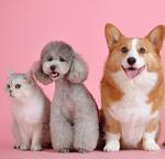 a corgi, poodle, and cat against a pink background