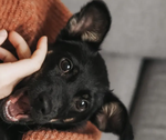 pets