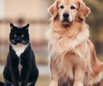 pets