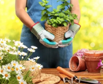 A person holding a potted plant