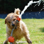 Dog with hose