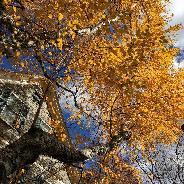 "It's Golden" © Stephanie Bennett Vogt  