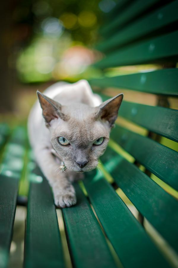 cat on a bench