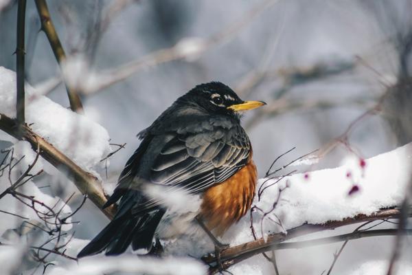 Winter Bird on a Branch