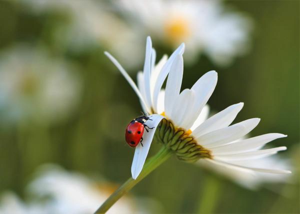 daisey with a ladybug