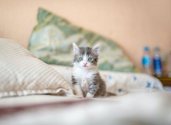 Kitten 