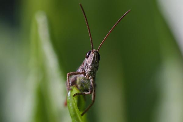 Cricket 