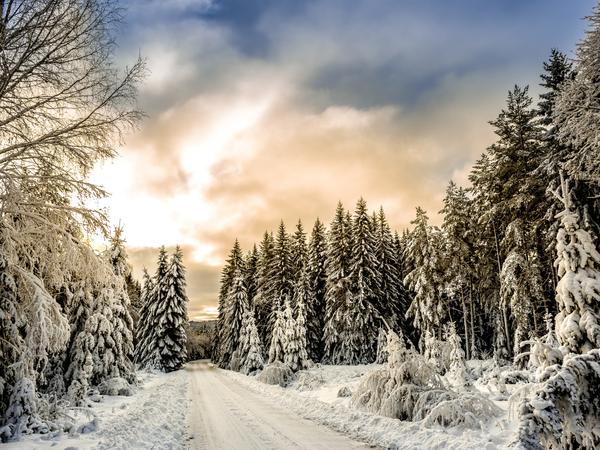Winter Scene