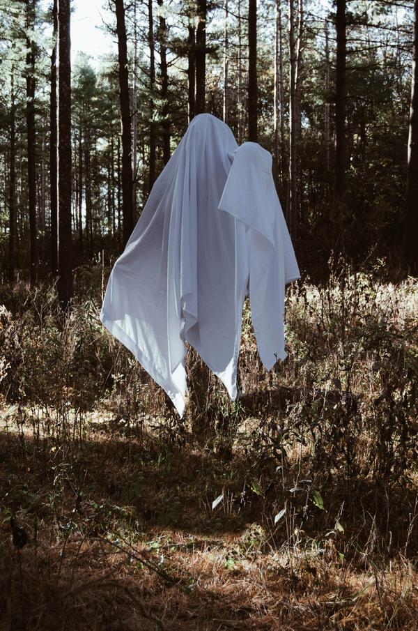 Sheet in trees