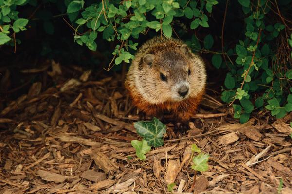 groundhog Photo by Abigail Lynn on Unsplash
