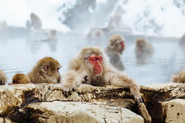 Snow Monkeys in the water