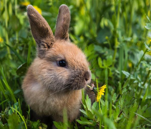 Plot Bunny