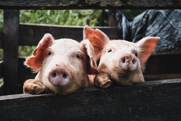 Two Pigs on a truck